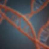 Illustration depicting the structure of complementary DNA