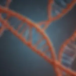 Illustration depicting the structure of complementary DNA