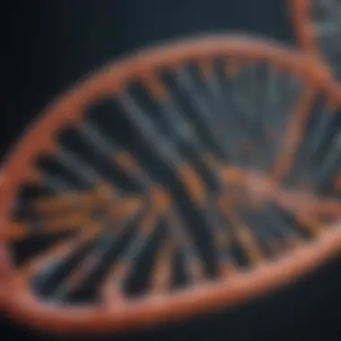 Representation of the cDNA synthesis process