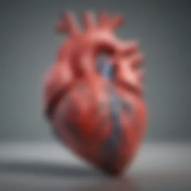 Diagram showcasing heart anatomy and echocardiographic views