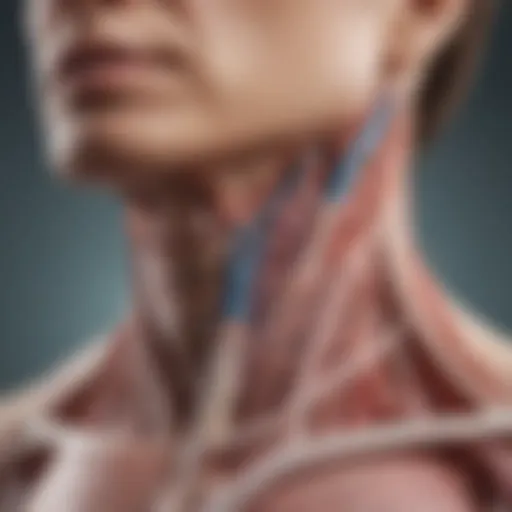 Illustration showing the anatomy of the esophagus highlighting narrowing