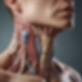 Illustration depicting thyroid gland anatomy
