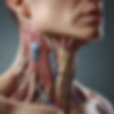 Anatomy of the Thyroid Gland Illustration depicting thyroid gland anatomy