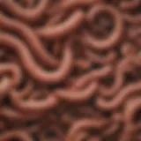 Illustration of different types of worms infecting the digestive system
