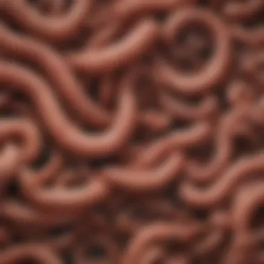 Illustration of different types of worms infecting the digestive system