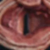 Cross-sectional view of liver lesions highlighting various types