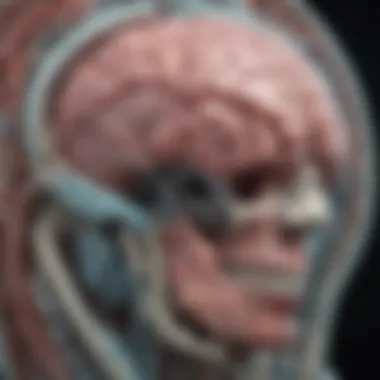 MRI Scans of Organ Systems Visual representation of MRI scans highlighting various organ systems