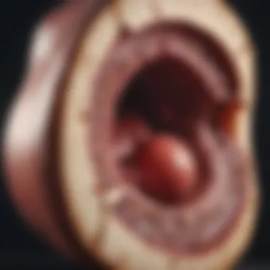 Bone Marrow and Myeloma Visual representation of the bone marrow affected by myeloma