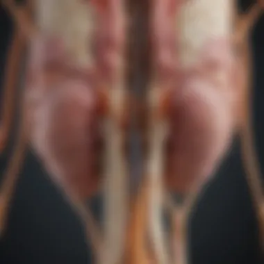 Neuroanatomy of Pain Pathways Neuroanatomy of the spinal cord illustrating pain pathways