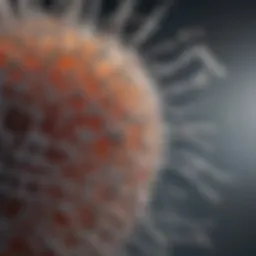 Schematic representation of tubulin structure