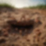 A close-up view of termites within their soil habitat, showcasing their intricate tunnels.