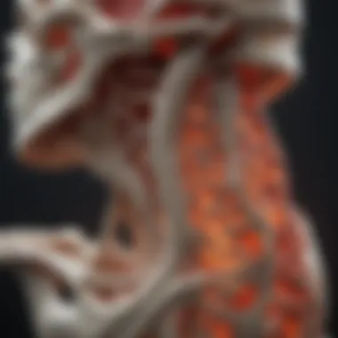 Impact of Inflammation on Bone Structure Visual representation of inflammation effects on bone structure