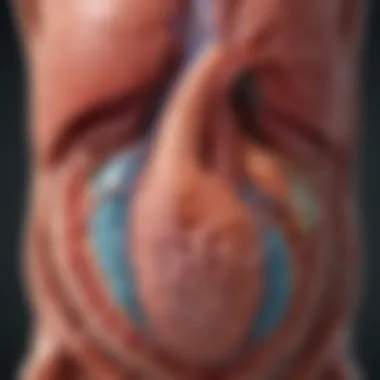 Illustration of renal function processes