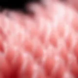 Detailed structure of hair fiber at a microscopic level