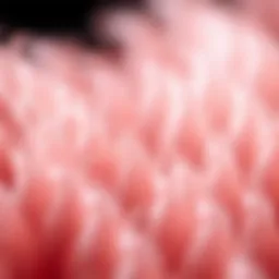 Detailed structure of hair fiber at a microscopic level