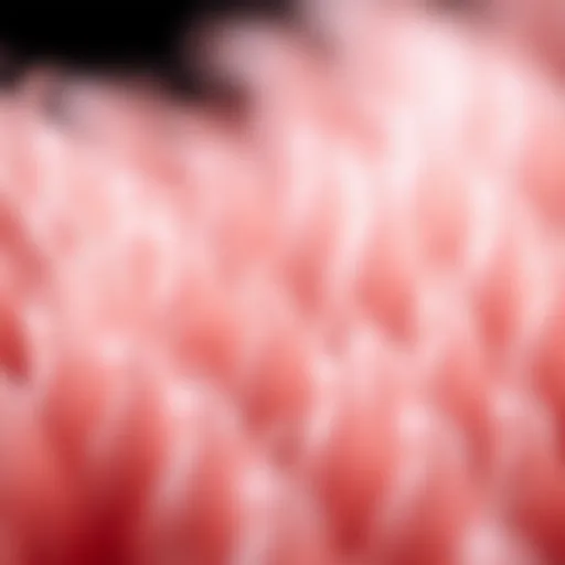 Microscopic Structure of Hair Fiber Detailed structure of hair fiber at a microscopic level