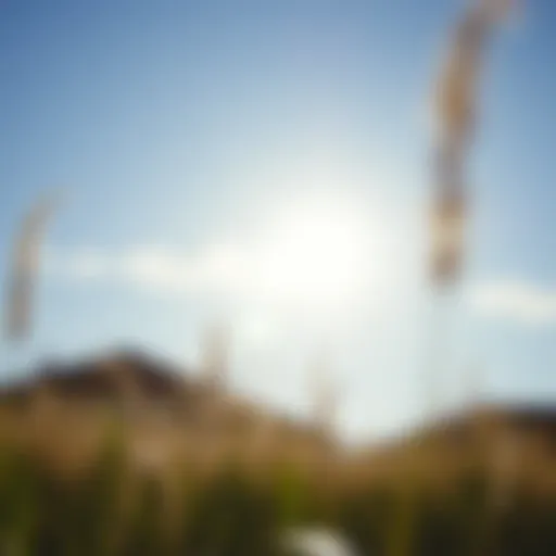 Illustration depicting the importance of sunlight for vitamin D synthesis