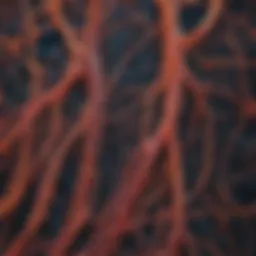 High-resolution microscopic view of nerve fibers affected by diabetic neuropathy